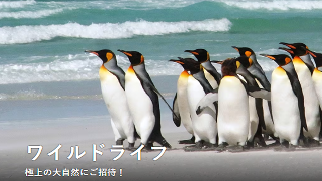 ワイルドライフ