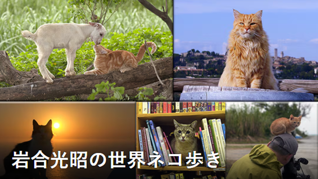 岩合光昭の世界ネコ歩き